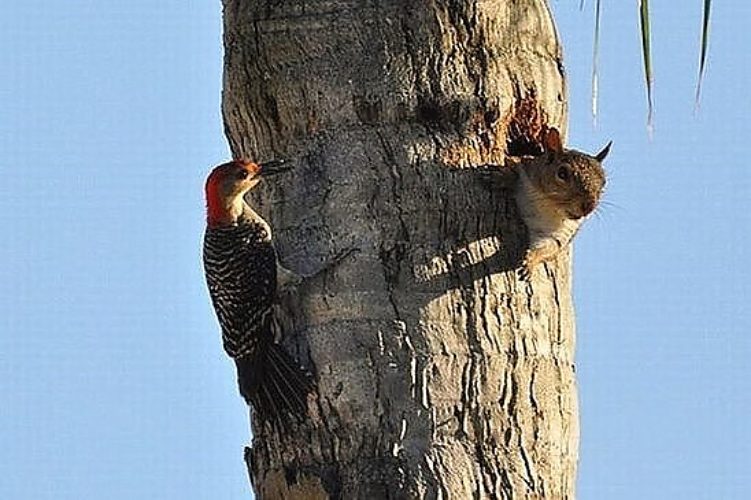 В дупле дятла обнаружена непрошеная гостья