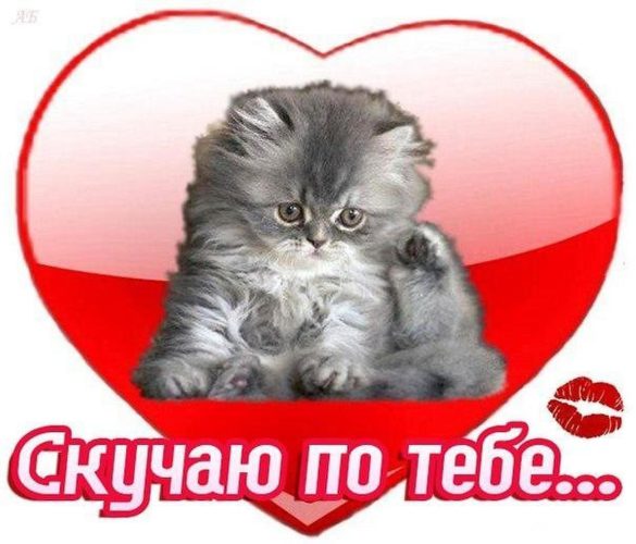 Картинки с котятами я скучаю по тебе