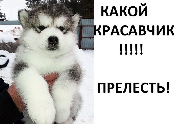 Открытки вау какой красавчик