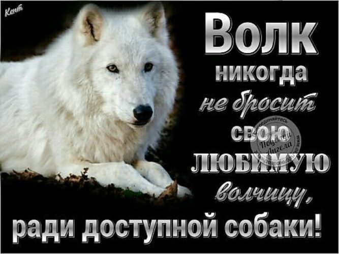 Со взглядом волчицы текст. Одинокий волк цитаты. Цитаты волка. Волк с надписью. Одинокие волки высказывания.