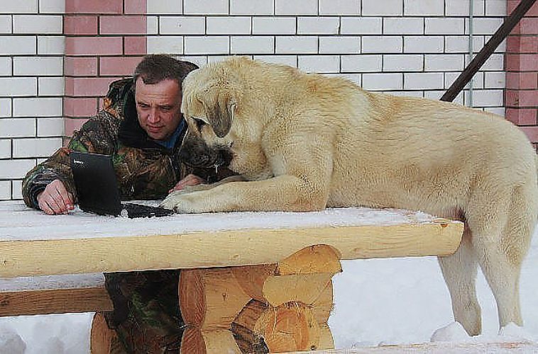демотиватор с алабаем этом случае садовый