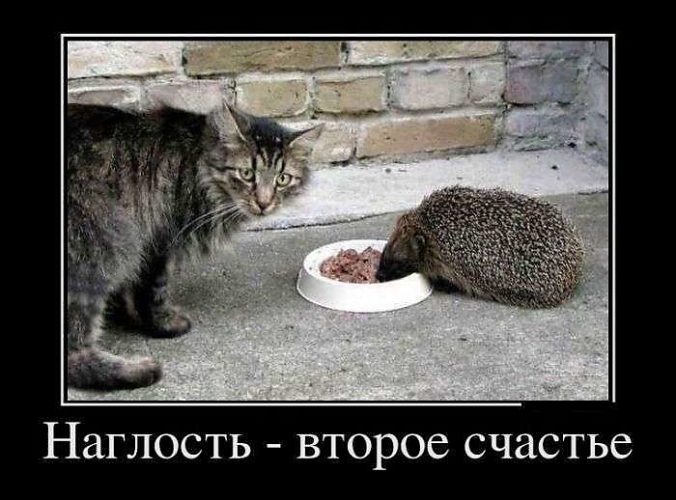 Пикабу наглость