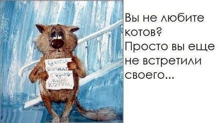 Цитаты про котиков