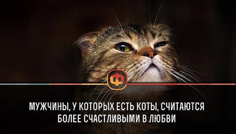 Кот считает. Будем котиков считать.