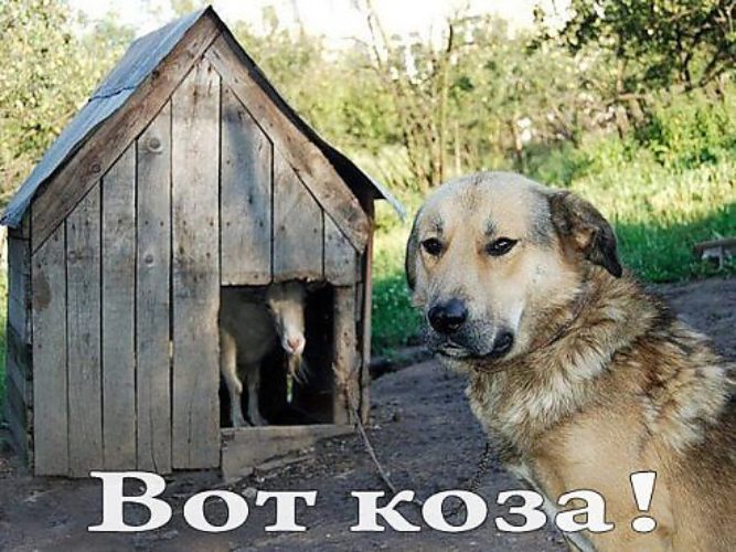 Мем с собакой в будке
