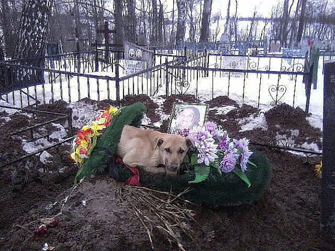 Не находя сочувствия. Мертвая собака на кладбище.