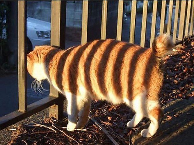 Сыну день, смешные картинки сфоткай меня