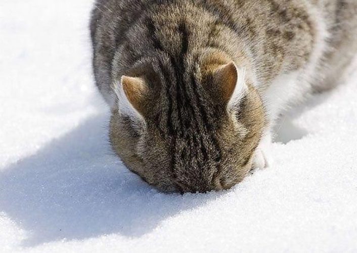 Картинки а где весна, прикол миссия невыполнима
