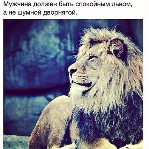 Прикольные картинки львов с надписями со смыслом, прикол малаховым
