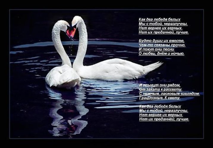 Песня со словом лебедь. Стих про лебедя. Лебединая верность стихи. Стихи о лебединой верности и любви. Красивые слова о любви и верности.