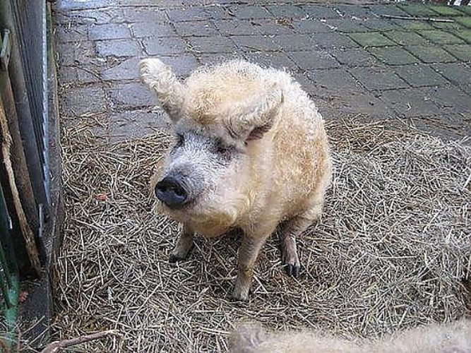 Смешные картинки со свиньями и надписями