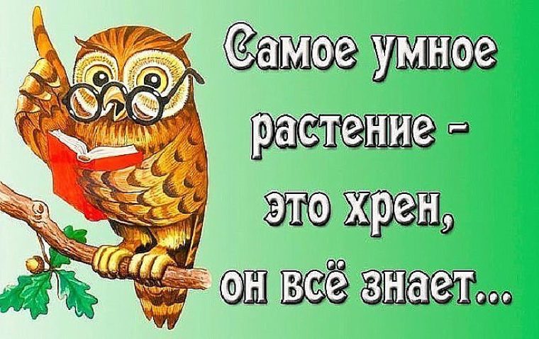 Картинки с надписями умные и смешные, открытке написать