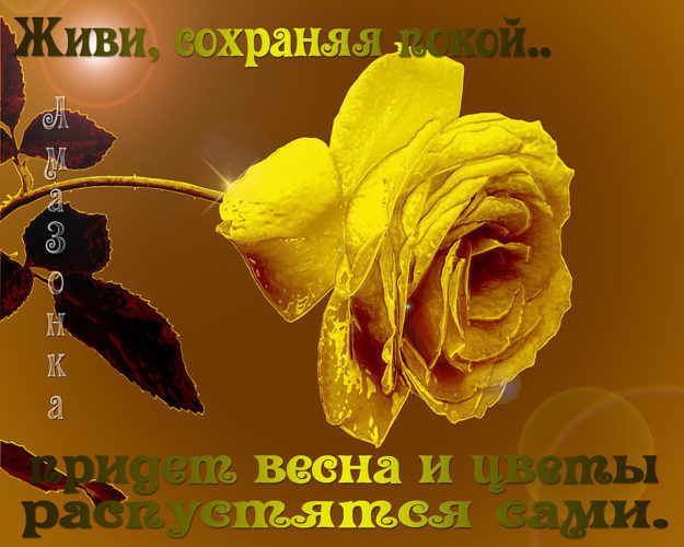 Золотая Роза Фото