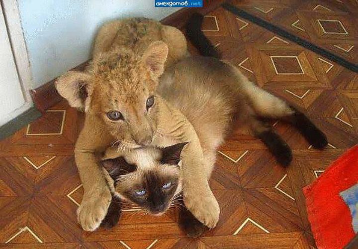 Родственник приезжает жить. Лев и котенок. Домашние львы. Лев домашнее животное. Маленький Львенок в квартире.