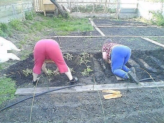 Работа в саду прикольные картинки, поздравление мужчине