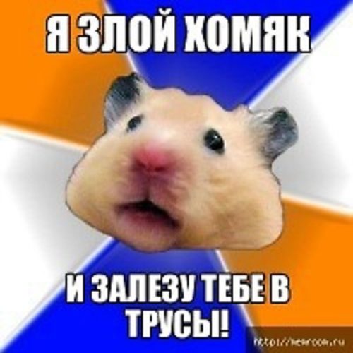 Смешная история про хомяка. Хомяк не заходит. Прикольные хомячки. Прикольные хомячки. Я не хомячок.