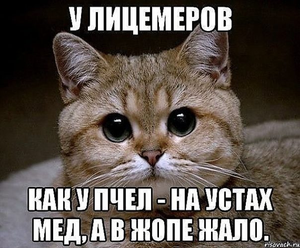 Не задавайте вопросов пожалуйста. Ваши вопросы. Шутки про аделину. Скажите дз. Полярное сияние спасибо за внимание.