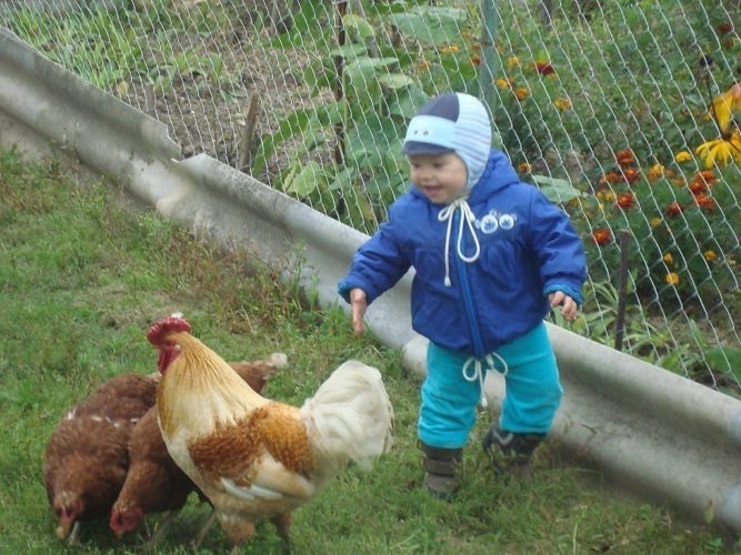 Стихи отвезли в деревню. К бабушке в деревню отвезли на лето. К бабушке в деревню отвезли на лето даже не спросили а хочу я это. К бабушке в деревню отвезли на лето песня. Стих отвезли в деревню даже не спросили.