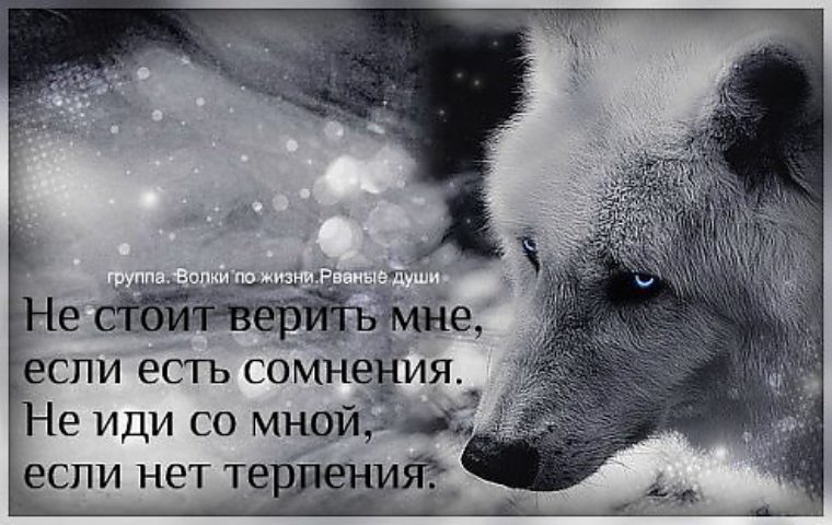 Картинка волк с надписью я не одинок я одиночка, картинки