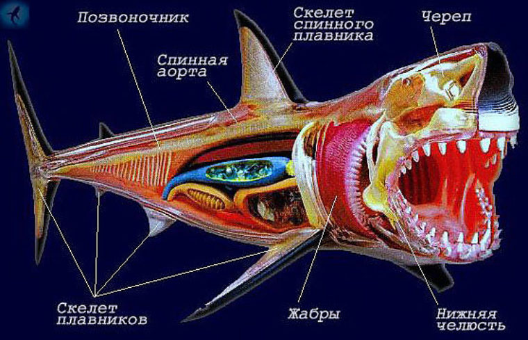 Какой цифрой на рисунке обозначена хрящевая рыба