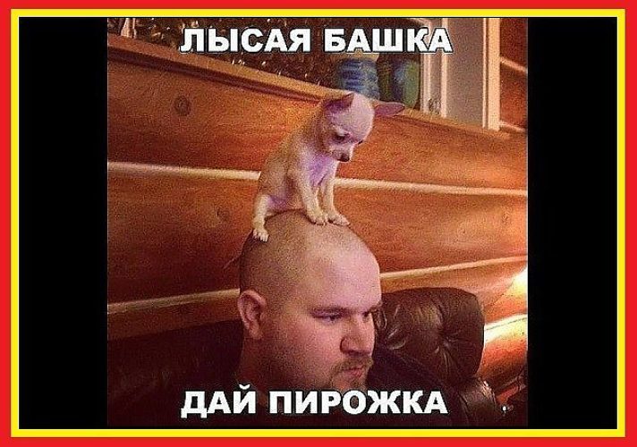 Я лысый нет я не лысый я коротко подстрижен