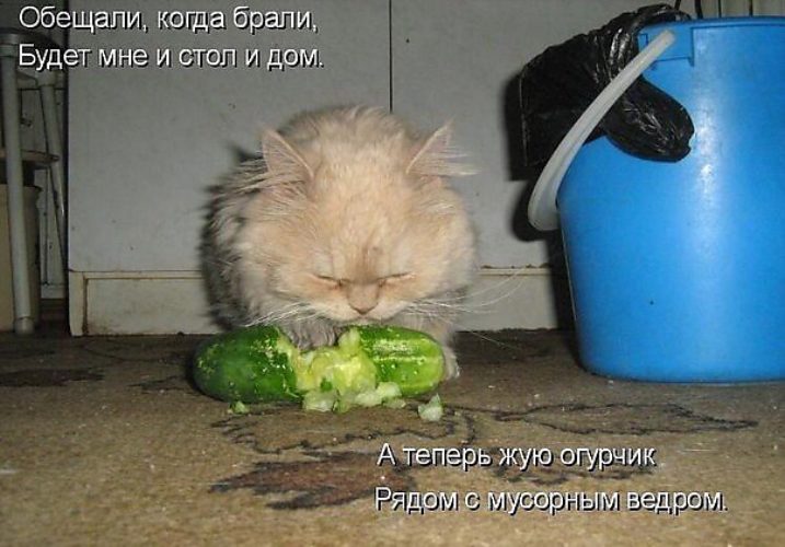 Любитель огурчиков ))) мой любил гриби )))) - Животные - 434449 - Tabor.ru