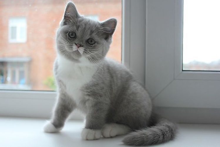Серо белый кот