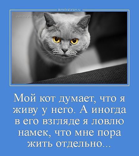 Вы мой кот. О чем думают коты. Кот думает. Кот думает что я живу у него. Мой кот думает.