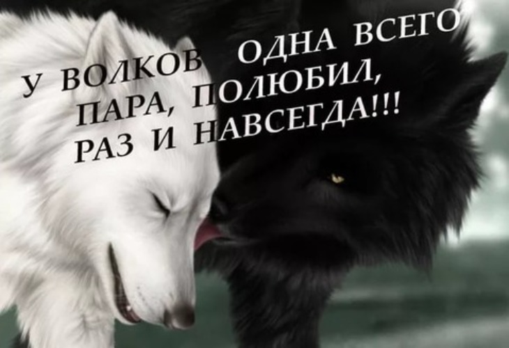 Картинки с волком с надписью я буду рядом, приятного
