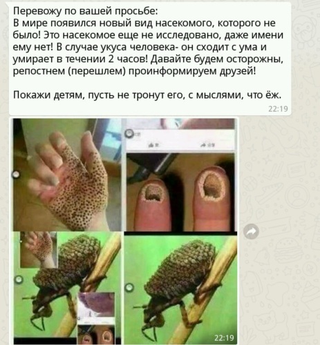 Насекомые — Википедия