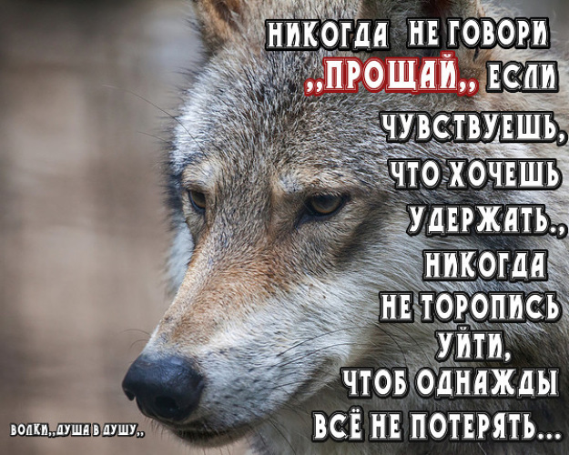 Душа волка цитаты в картинках