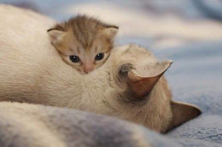 Смешные морды кошек. Кот защищается. Прикольные кошки с надписями. Что нибудь про кошек. Анекдоты с котами.