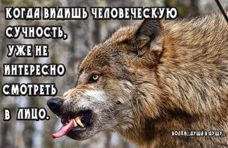 К чему снится нападение. Рыжий волк оскал. Рыжий волк скалится.