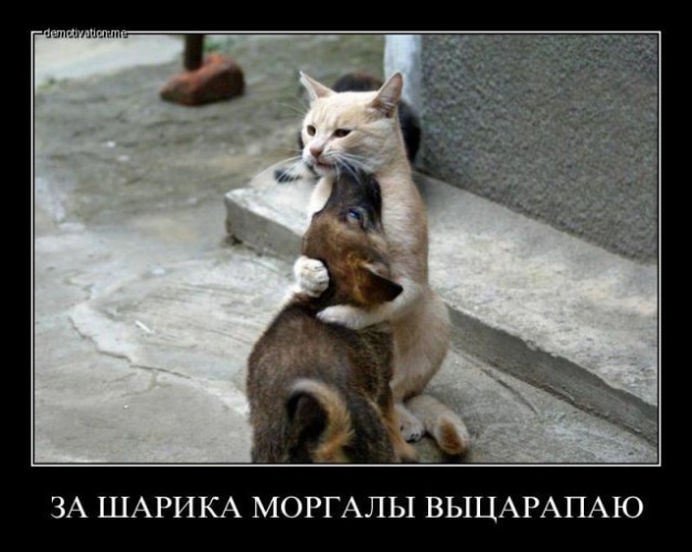 Немного о братьях наших меньших (юмор) - Животные - 548833 - Tabor.ru
