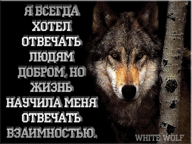 Ответить взаимностью. Я всегда хотела отвечать людям добром. Жизнь научила меня отвечать взаимностью. Хотел отвечать людям добром но жизнь научила взаимностью. Жизнь научила отвечать взаимностью.