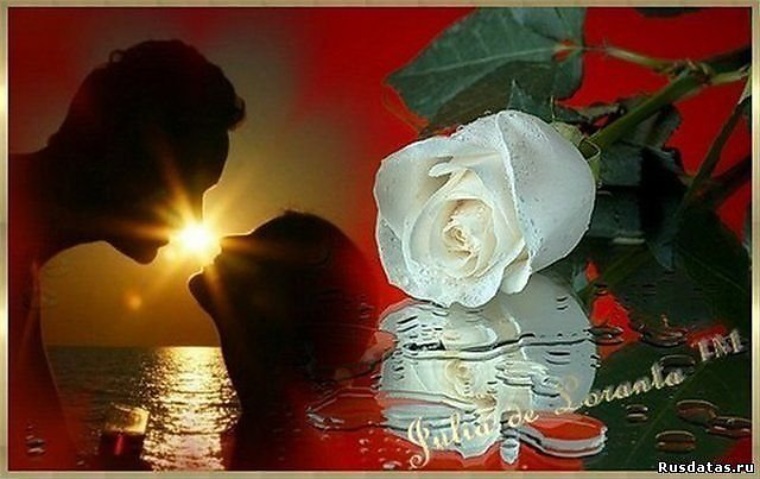 Белые розы любви песня. Любовь и белые розы. Вечер розы любовь.