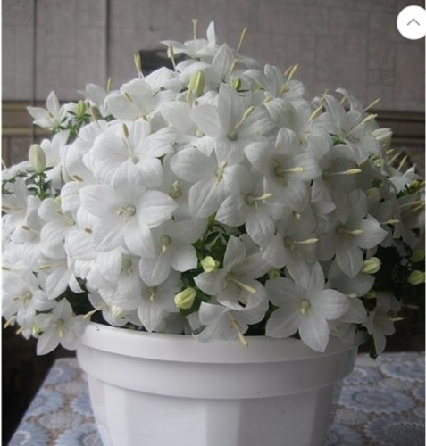 Цветок невеста купить букет цветов москва бесплатная доставка