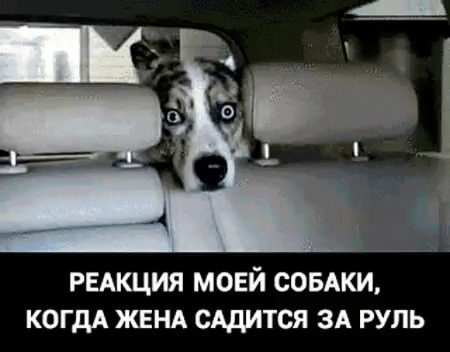 Собака за рулем мем