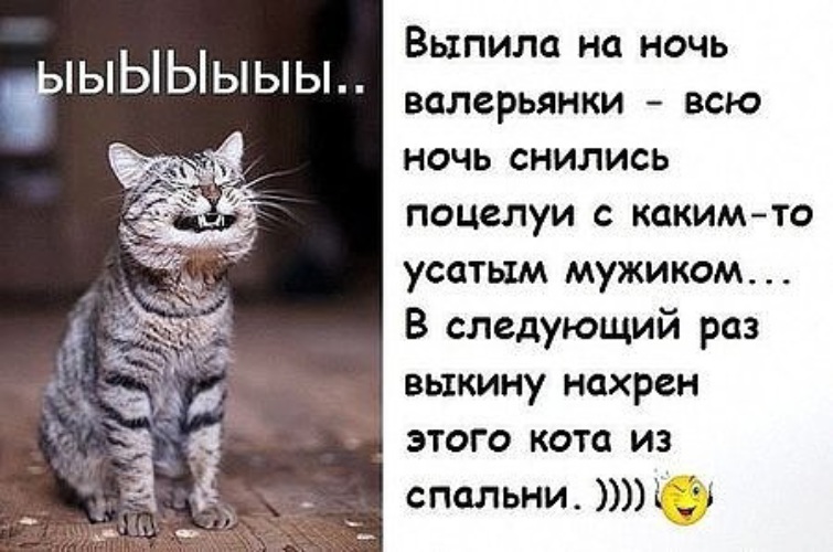 На ночь выпей. Анекдот про кота. Валерьянка прикол. Шутки про валерьянку. Коты и валерьянка приколы.