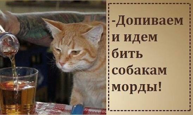 где васька. в каких случаях надо бить морду. бить морды. смешные фразы про кошек. будем пить и морды бить.