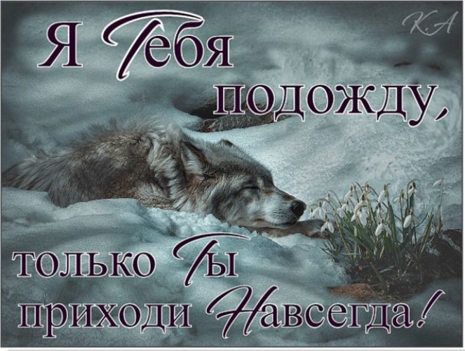Открытки с волками и надписью