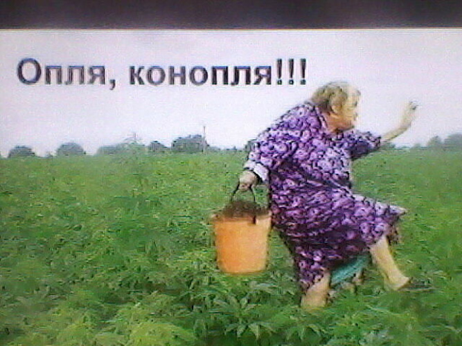 Прикол про поле. Бабки с коноплей. Бабушка с марихуаной. Бабушка и конопляное поле. Конопля на огороде прикол.