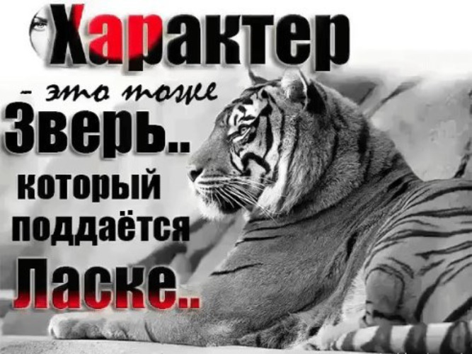 Иллюстрации к сказке чуковского доктор айболит. То то и оно звери. Кольцехвостый (кошачий) лемур. То то и оно звери. Львы любовь.