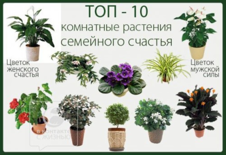 Декоративные растения для дома названия и фото