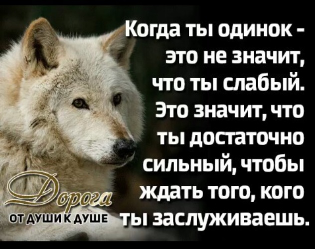 Что значит быть сильным. Одинокий волк цитаты. Волк одиночка высказывания. Цитаты про Волков одиночек. Волк одиночка фраза.