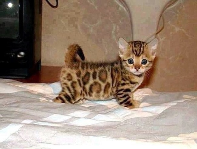 Тигровая кошка