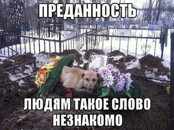 Мудрые изречения. Даже самый верный и любящий человек. Самый преданный человек это не человек. Аль пачино цитаты. Самый преданный человек это не человек.