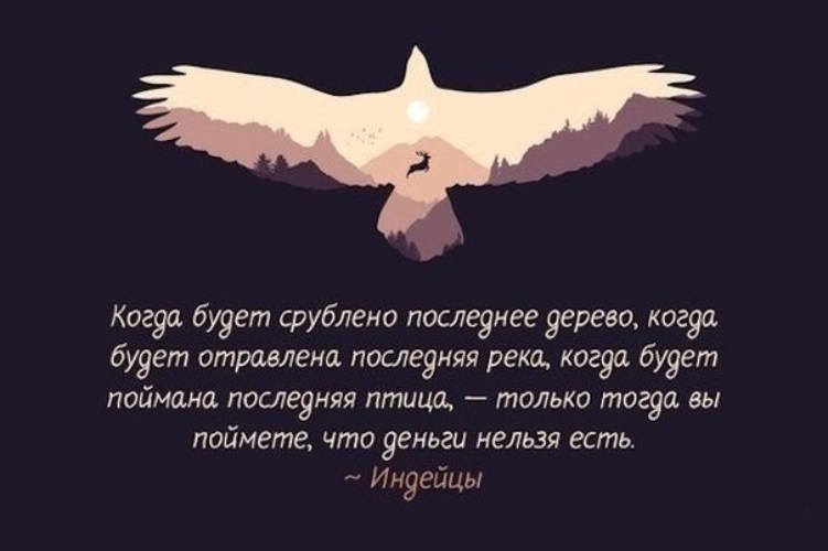 Цитаты про птиц. Когда будет срублено последнее дерево. Афоризмы про птиц. Люди поймут что деньги нельзя есть.