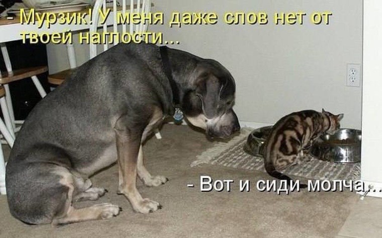 Картинки и фото кошек и собак с надписями