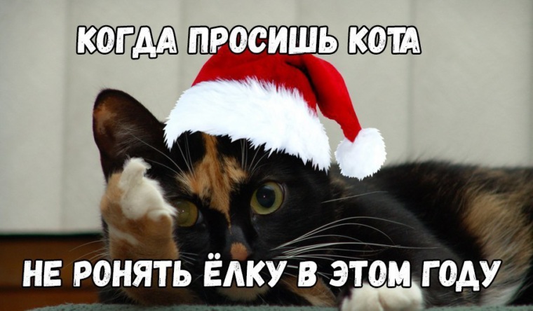 Мемы с котами новогодние